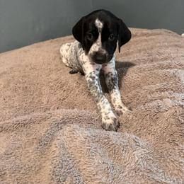 Grey - Black and white female German Shorthaired Pointer puppy in Biloxi, Mississippi from Burch legacy kennels