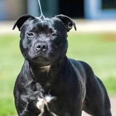 Staffordshire Bull Terriers from Elivid Staffords