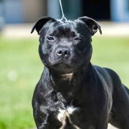 Staffordshire Bull Terriers from Elivid Staffords