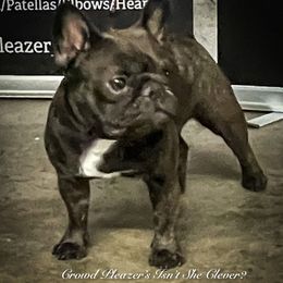 Bug - French Bulldog