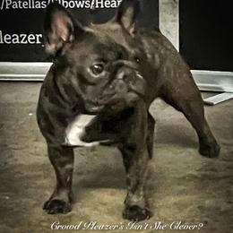 Bug - French Bulldog