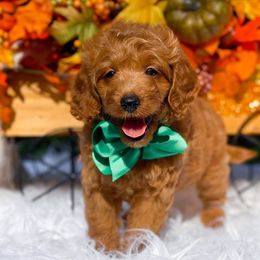 Bernedoodles, Cavalier King Charles Spaniels, Cavapoos, Goldendoodles, and Shihpoos from NC Doodle Puppies