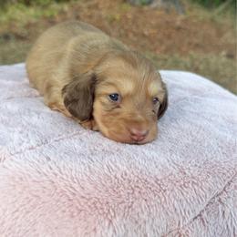 Sarah - Red female Dachshund puppy in Bald Knob, Arkansas from Victoria’s Dachshunds