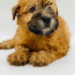 Soft Coated Wheaten Terrier Puppies from Wonderful Wheatens