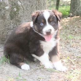 Beetle - Red tri-color female Australian Shepherd puppy in Macon, Georgia from Shaina’s Shepherds