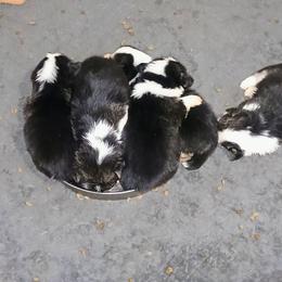 Suspense - Black and tan male Pembroke Welsh Corgi puppy in Ellensburg, Washington from Faery Mount Farm
