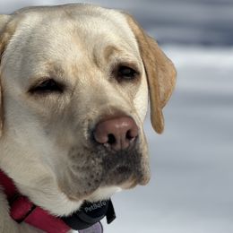 Ellie - Labrador Retriever