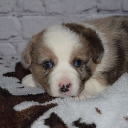 Liberty - Brindle merle and white female Cardigan Welsh Corgi puppy in Rigby, Idaho from Star N Cardigan Corgis
