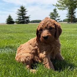 Orange - Apricot female Goldendoodle puppy in Rockford, Ohio from 419 Goldendoodles