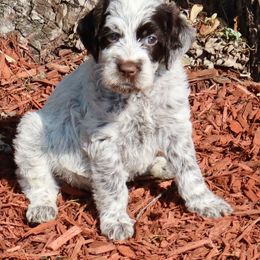 Girl 2 - Brown and gray female Wirehaired Pointing Griffon puppy in Afton, Wisconsin from Daehler's Wirehaired Pointing Griffons