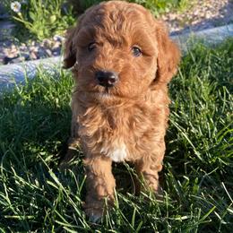 Goldendoodle Puppies from Sunnydoodle Utah