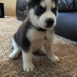 Siberian Husky Puppies from Dave’s Husky’s
