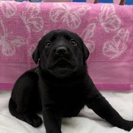 Green - Black female Labrador Retriever puppy in Heath Springs, South Carolina from Rich Hill Retrievers