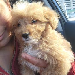 Frosty - Apricot male Goldendoodle puppy in Milwaukwe, Wisconsin from Wisconsin Doodles