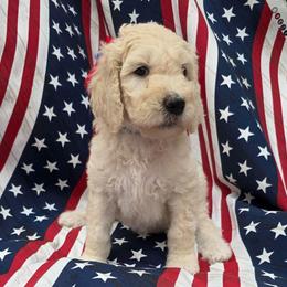 Sailor - Cream male Goldendoodle puppy in Summerfield, North Carolina from Lila's Teddybear Goldendoodles
