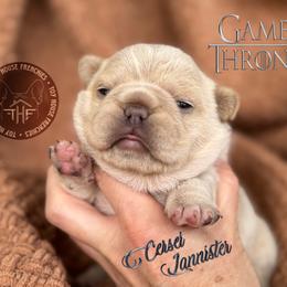 Game of Thrones, Cersei Lannister (maybe fluffy) - Cream female French Bulldog puppy in Salem, Oregon from Toy House Frenchies