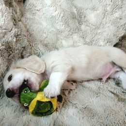 T-bone - Piebald male Dachshund puppy in Moses Lake, Washington from Dynamic Doxies