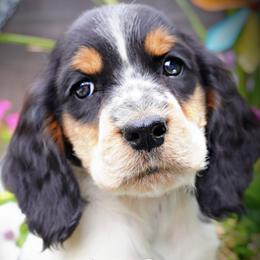Boy 8 (the runt) - Black white and tan male English Springer Spaniel puppy in Great Falls, Montana from Big Sky Springers