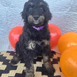 Penelope - Phantom female Goldendoodle puppy in Benson, North Carolina from Yvonne❤️Goldendoodles
