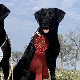 Labrador Retrievers from Wight Lightning Retrievers