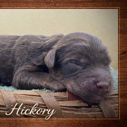 Hickory - Chocolate male Goldendoodle puppy in Hendersonville, North Carolina from Kim's Cove Dog Co.