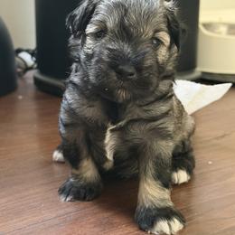 Miniature Schnauzer Puppies from Birkin’s Miniature Schnauzers