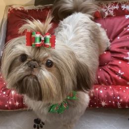 Sweetie - Shih Tzu