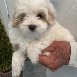 Maltipoo Puppies from Ollie-Pop Paws Breeding