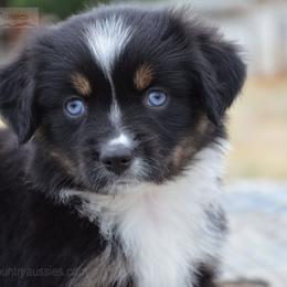 BTF-2 - Black tri female Miniature American Shepherd puppy in Baker City, Oregon from Back Country Aussies