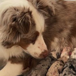 Miniature American Shepherds from Treasure Coast Minis