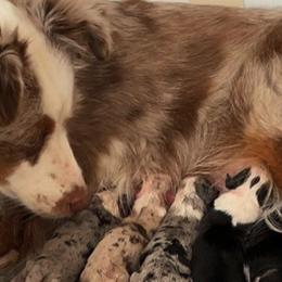 Miniature American Shepherds from Treasure Coast Minis