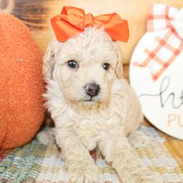 Anna - Apricot female Goldendoodle puppy in Antlers, Oklahoma from Rocking H