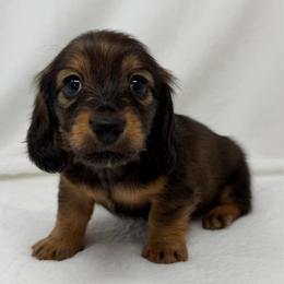 Lennon - Red male Dachshund puppy in Pulaski, Tennessee from Billboard Doxies