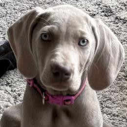 Girl 1 - Gray female Weimaraner puppy in Glendive, Montana from Lazy Hearts Kennel