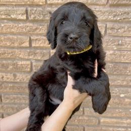 Snickerdoodle- Yellow Collar - Black male Goldendoodle puppy in Bay City, Texas from Charming Doods Goldendoodles