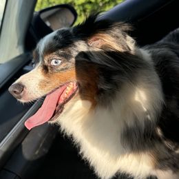 Maggie - Miniature Australian Shepherd