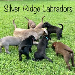 Labrador Retriever puppies from Silver Ridge Labradors