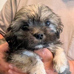 Kip - Brindle male Lhasa Apso puppy in Fort Worth, Texas from Cynthia's Lhasa Apsos