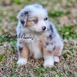 Blossom - Blue merle female Australian Shepherd puppy in Olivehurst, California from Double M Aussies