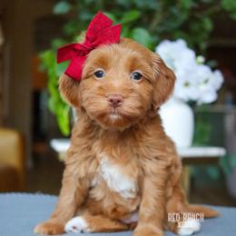 Honeycomb - Red  female Goldendoodle puppy in Salado, Texas from Red Ranch Dogs