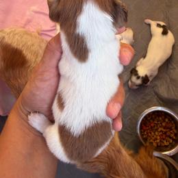 Velma - Dapple female Dachshund puppy in Jarales, New Mexico from Poker Paws Dachshunds