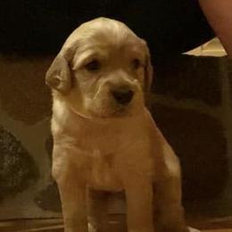 Golden Retriever Puppies from Aurora's Northern Goldens