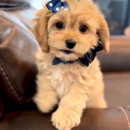 Bernedoodle, Cavapoo, and Goldendoodle Puppies from Blackberry Farm Puppies