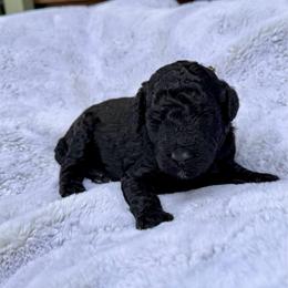 Chief - Black male Poodle puppy in Roseville, California from Aura & Luxe Poodles