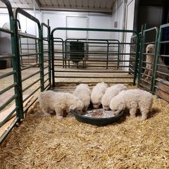 Maremma Sheepdog Puppies from Unfinished Acres