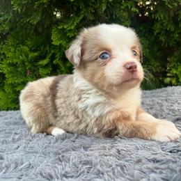 Mochi - Red merle female Miniature Australian Shepherd puppy in Alabama from SBA Aussies