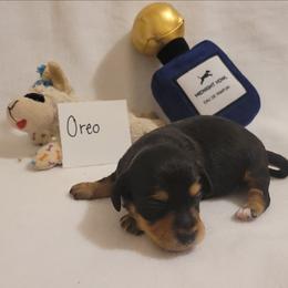 Oreo (chiweenie) - Black and tan male Dachshund puppy in Pinson, Alabama from Sweet Honey Bunn Hounds