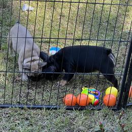 French Bulldog Puppies from Stratton Kennel