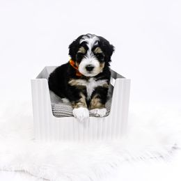 Orange Collar Boy - Tri-color male Bernedoodle puppy in Hebron, Indiana from Duneland Doodles