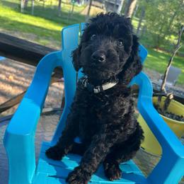 Hermes - Black male Poodle puppy in Little Compton, Rhode Island from Shippee’s Standards